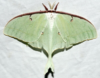 Actias luna
