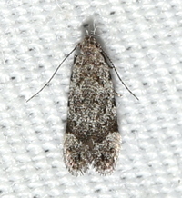 Anacampsis conclusella