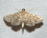 Anageshna primordialis
