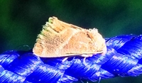 Apoda biguttata