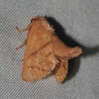 Apoda y-inversa