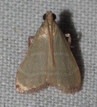 Arta olivalis