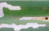 Cosmopterix scirpicola