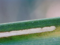 Cosmopterix scirpicola