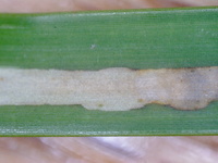 Cosmopterix scirpicola