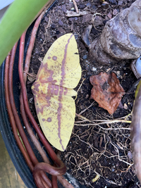 Eacles imperialis