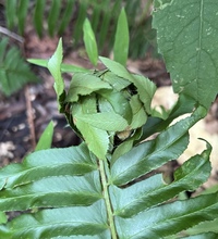 Herpetogramma unidentified species