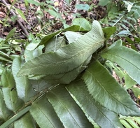 Herpetogramma unidentified species