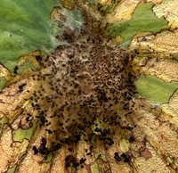 Ostrinia penitalis