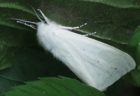 Spilosoma virginica