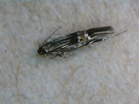 Cosmopterix scirpicola