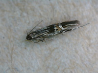 Cosmopterix scirpicola