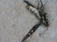 Cosmopterix scirpicola