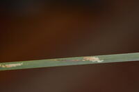 Cosmopterix scirpicola
