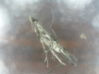 Cosmopterix scirpicola