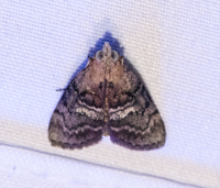 Pococera expandens