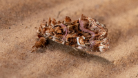 Callopistria mollissima