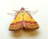 Phytometra rhodarialis