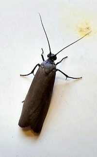 Urodus parvula