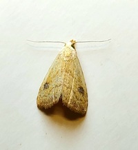Rivula propinqualis