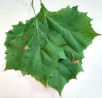 Ectoedemia clemensella