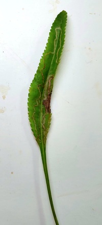 Phyllocnistis insignis