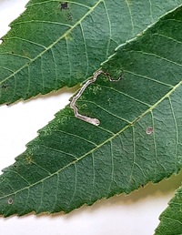 Stigmella caryaefoliella