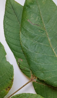 Stigmella juglandifoliella