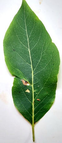 Coptodisca diospyriella