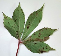 Phyllocnistis ampelopsiella