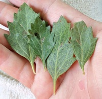 Bucculatrix ivella