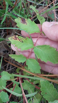 Stigmella intermedia