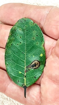 Ectoedemia nyssaefoliella