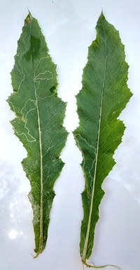 Phyllocnistis insignis