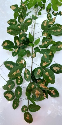 Parectopa robiniella