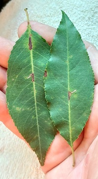 Bucculatrix pomifoliella