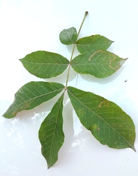 Stigmella caryaefoliella