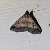 Tetanolita mynesalis