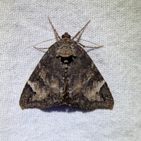Euparthenos nubilis