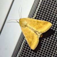 Helicoverpa zea