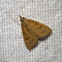 Udea rubigalis