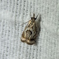 Microcrambus elegans