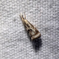 Microcrambus elegans