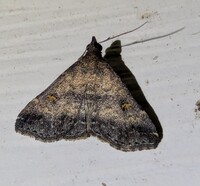 Tetanolita floridana