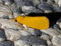 Virbia aurantiaca
