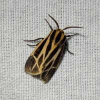 Apantesis phalerata