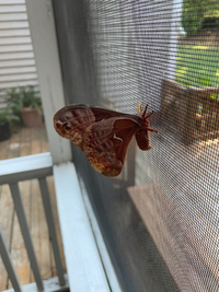 Callosamia angulifera