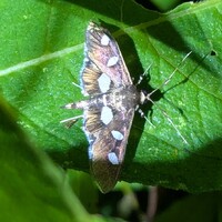 Desmia funeralis