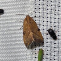 Galgula partita