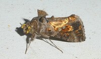 Chrysodeixis includens